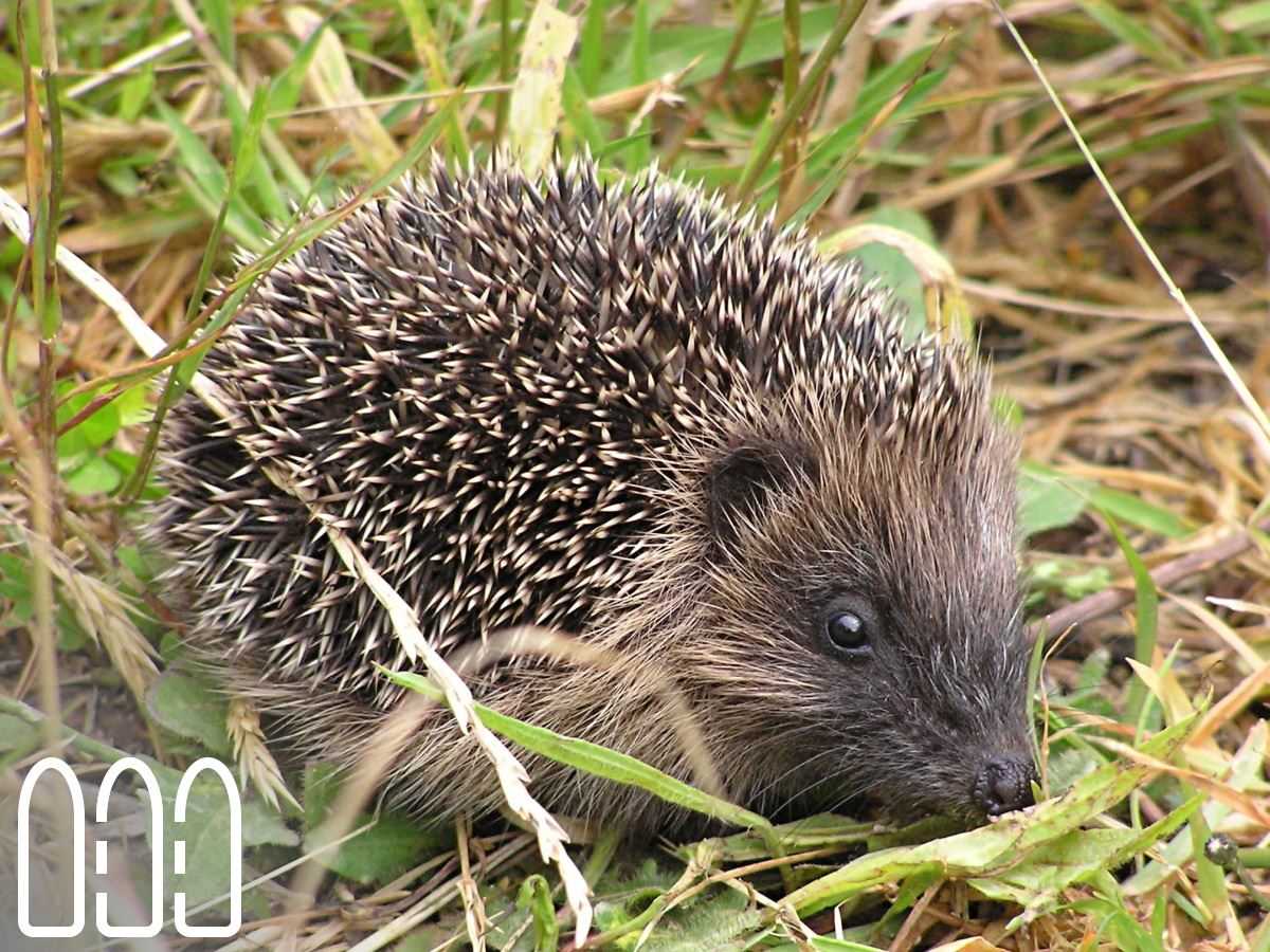 Hedgehog Fencing